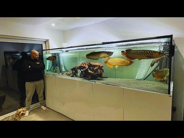 Amazing Monster Arowana Tank - Feeding Big Golden Arowana Fish