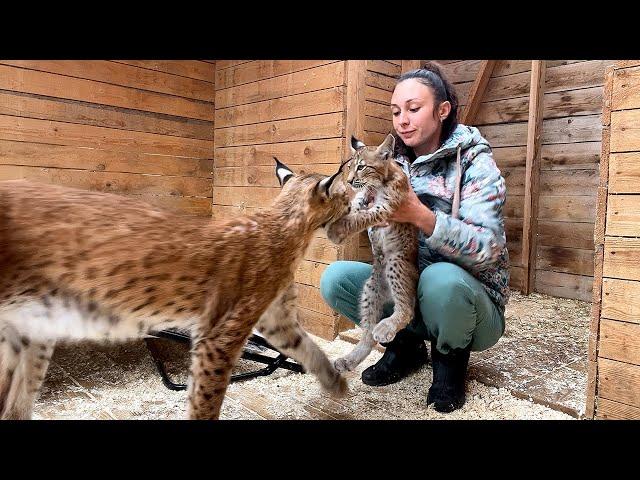 LYNX Hanna BIT ME / Cougar licked his stomach / Transferring Rufy's bobcat room / Training with cats