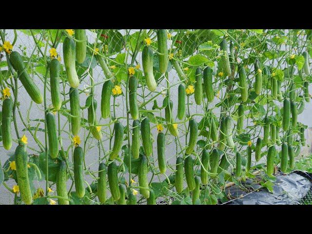 Do you want to know tips for growing high-yielding cucumbers at home?Cucumber growing skills