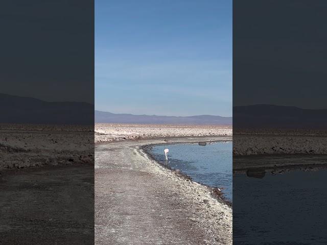 Dancing Flamingo in Chile! #dancing #flamingo #chilenasdeguerrero