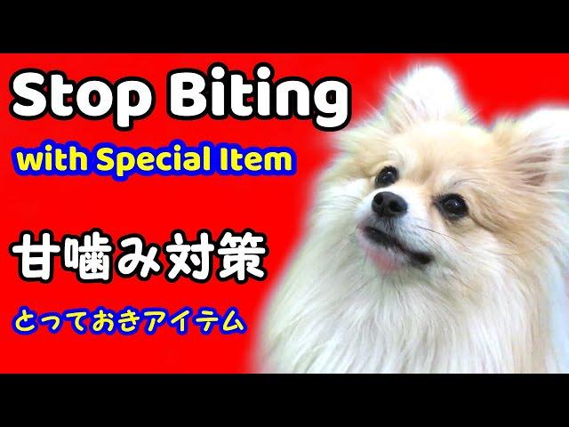 How To Reduce Play Bite|How To Stop Dog Play Biting|Puppy Training Use Kong|Dog training 101|Easy