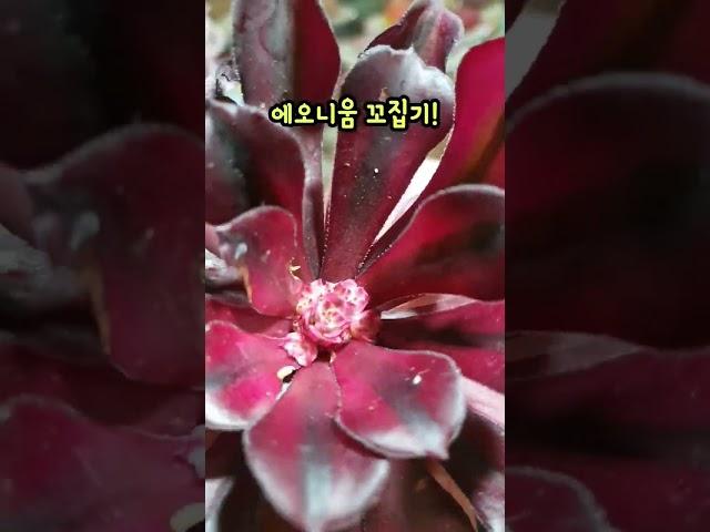 #에오니움꼬집기 #자구가바글바글 #다육이키우기 #suculents