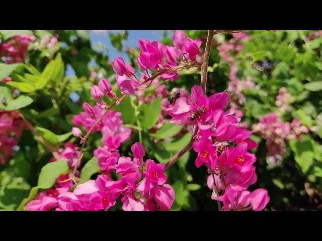 Meadow birds singing and bees buzzing. For sleep and meditation