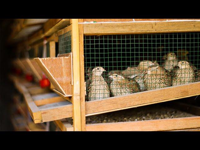 DIY CHEAP 3 LAYERED QUAIL CAGE│Building a new layer Cage with superb design! Quail raising Tips