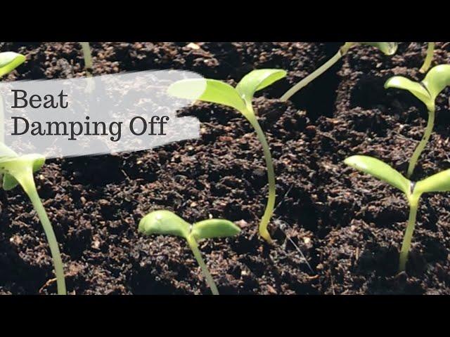 How To Beat Damping Off Gardening