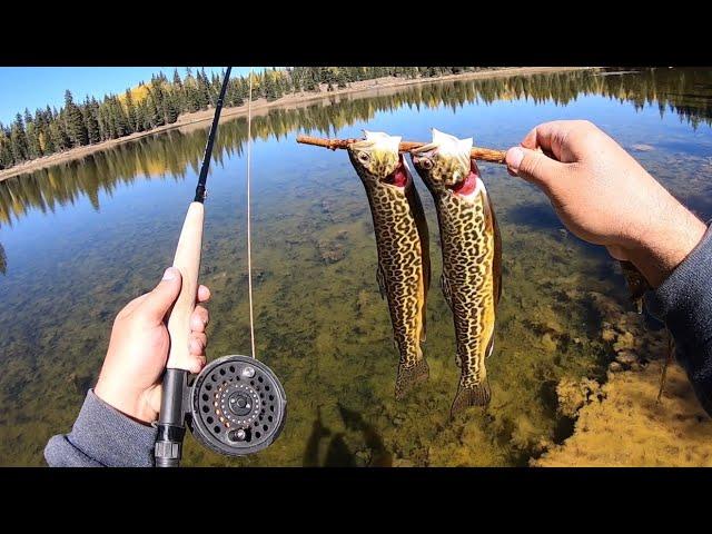 FALL IS HERE!! Exploring and Fishing High Alpine Lakes for Trout!! (Catch & Cook)