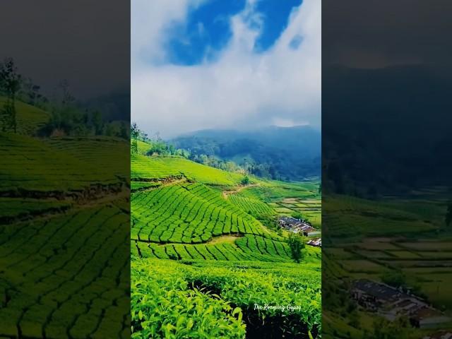 God’s Own Country #kerala #munnar #india #nature #travel #fyp #youtube