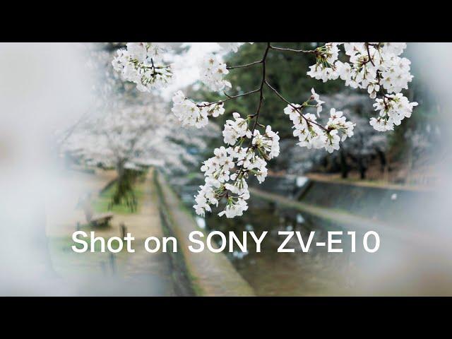 Shot on ZV-E10 + SEL35F18(E 35mm F1.8 OSS)/Japanese Cherry Blossom(SAKURA)