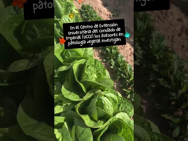 Cultivo de la lechuga en el condado de Imperial