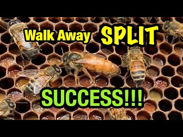 SUCCESS!!! UPDATE - 1 to 3 Walk Away SPLIT of Honey Bee Hive