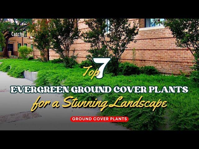 7 Must Have Evergreen Ground Cover Plants for a Stunning Landscape  // Gardening Ideas