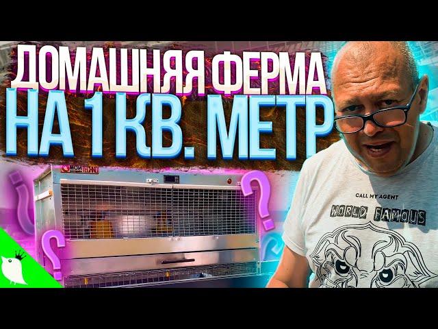 Ферма в домашних условиях на 1 кв м. Женское счастье. МОИ перепела