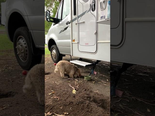 Motorhome with A Puppy  #cavoodle #doglovers