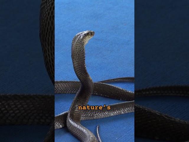 Snakes | Spine-chilling Serpents