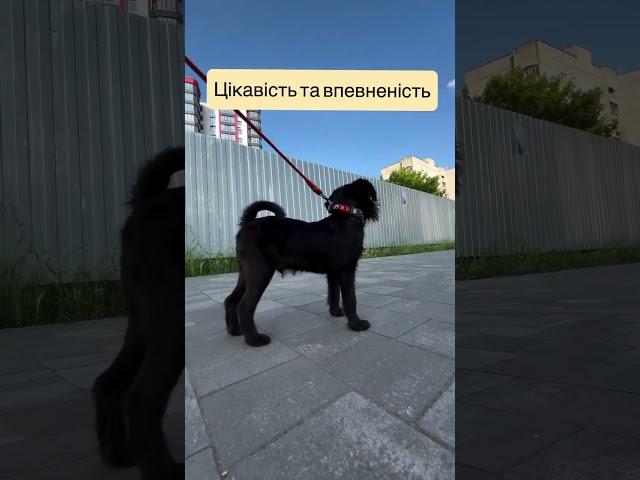 Соціалізація - перші результати!!! #грифон #цуценя