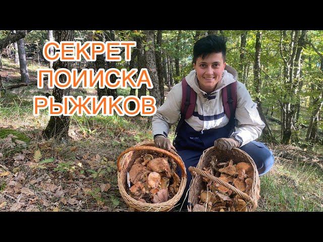 НОВЫЙ ЛЕС С РЫЖИКАМИ! Секреты и советы