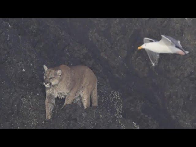 Cougar sighting closes Cannon Beach at Haystack Rock