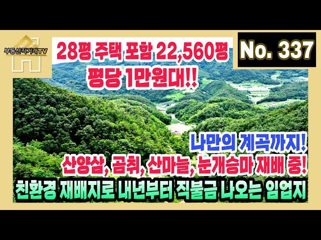 28평 주택 포함 22,560평이 평당 1만원대! 나만의 계곡까지! 산양삼, 곰취, 산마늘, 눈개승마를 재배 중인 친환경 재배지로 내년부터 직불금 나오는 임업지 [부동산직거래TV]