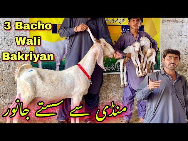 Sirf 35 Hazar Me Rab Nawaz Goat Farm Ki Offer ️ Kam Range Kam Pareshani || Bakra Mandi