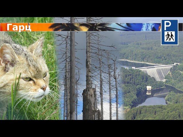 Harz: Dead Forest, Wild Cats, Dams, and Mines