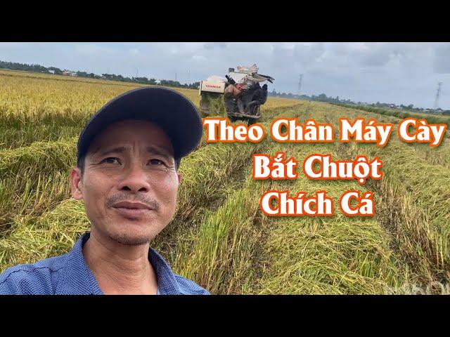 Minh Hiền Miền Tây Trở Lại / Đi Theo Máy Cày Cắt Lúa - Bắt Chuột - Bắt Cá Đầy Đồng