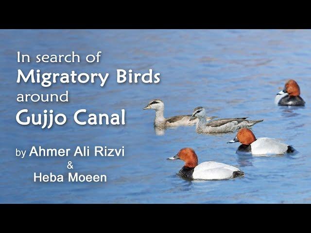 In search of Migratory Birds around GUJJO Canal