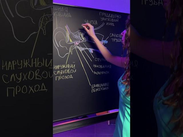 Забирай бесплатно всю генетику для ЕГЭ по биологии в комментариях  #умскул #биологияегэ #биология