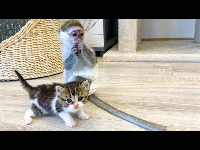 Funny day of baby monkey Susie with kittens and mom cat