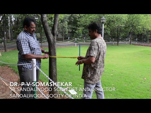 How to measure heart wood in a grown up sandalwood tree