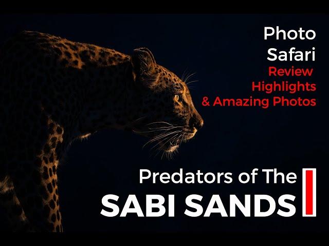 A Photo Safari to the Sabi Sands with a focus on Predators