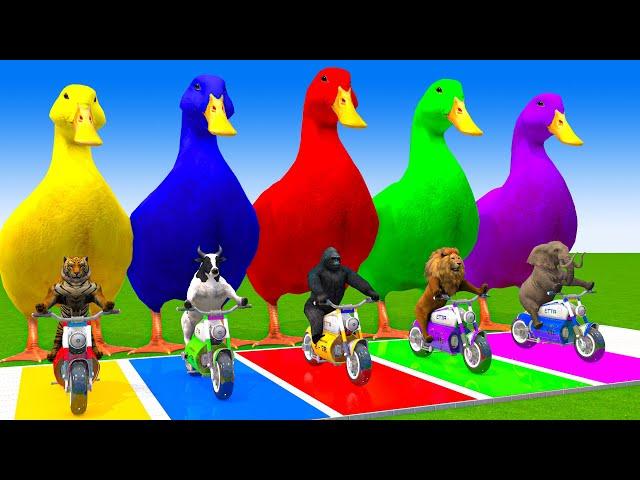 5 Giant Duck Cartoon,Cow,Elephant,Tiger,Lion,Gorilla, Paint Wild Animals Crossing Fountain Animation