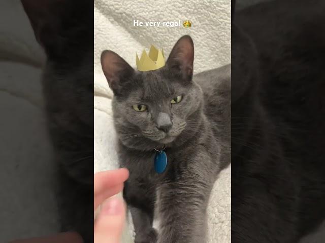 Regal sochi