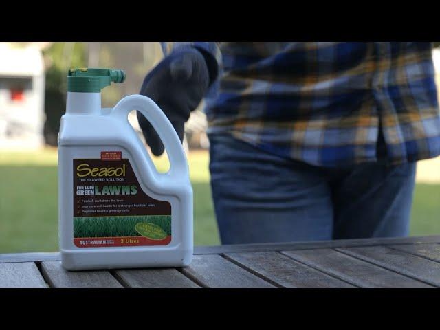 Outdoors Indoors – Seasol for Lush Green Lawns with Kim Syrus