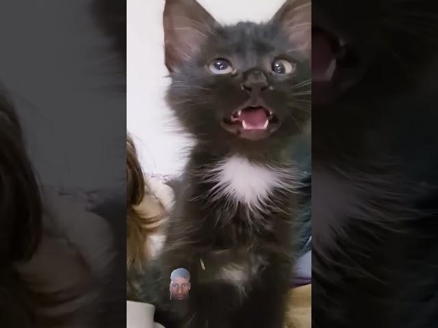 #funny #kitten