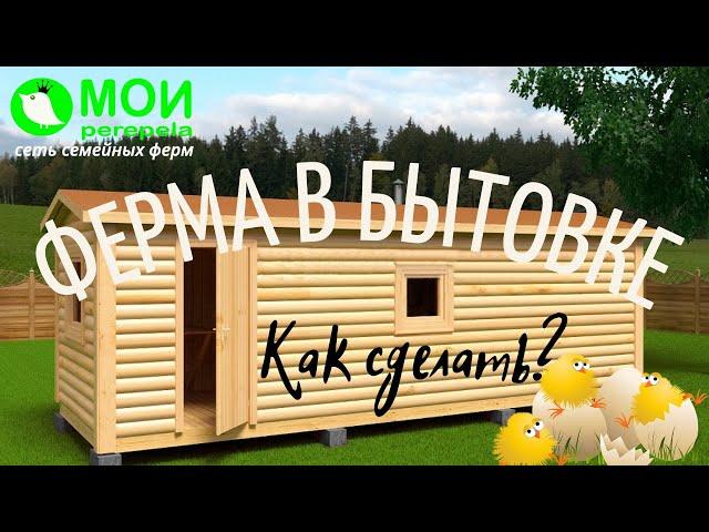 Перепелиная ферма в бытовке. Как сделать? МОИ перепела