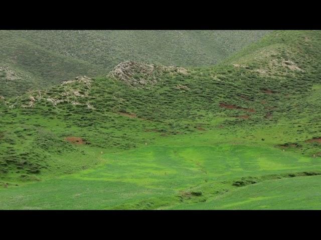 سردشت - دشت وزینه | Sardasht - Vezina Plain راهنمای سفر ایران