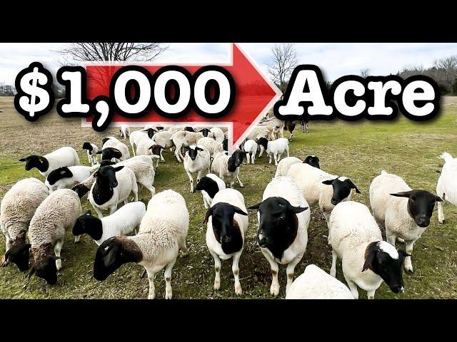 5 WAYS I'M RAISING SHEEP TO EARN $1000 PER ACRE | Micro Ranching For Profit Sheep Farming in the USA