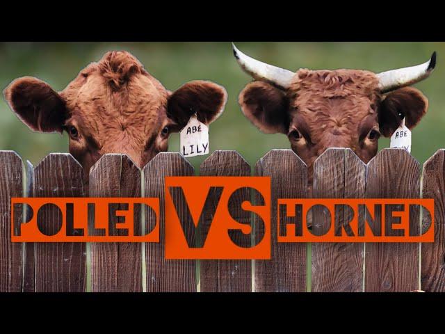 Guide To Buying Your First Dexter Cow #3 (Polled VS Horned)