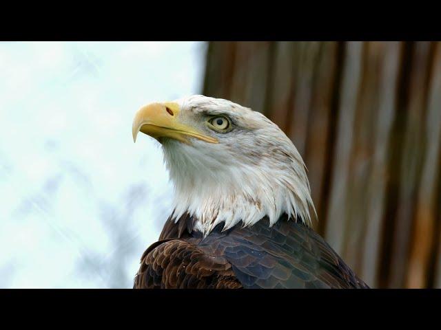 Eagle eyes for the sky | Free Copyright Video | Free to use HD