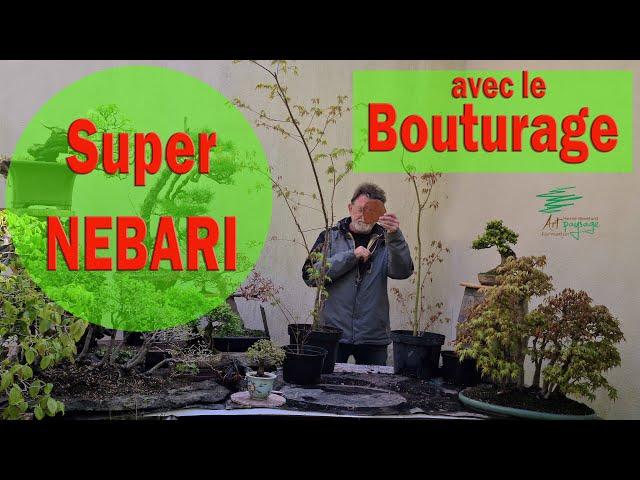 Bouturage, technique pour obtenir des Nebari exceptionnels