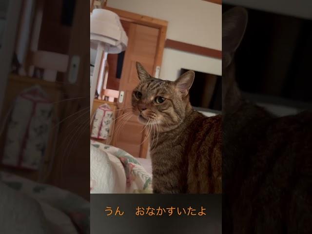 うずらの朝 #Shorts