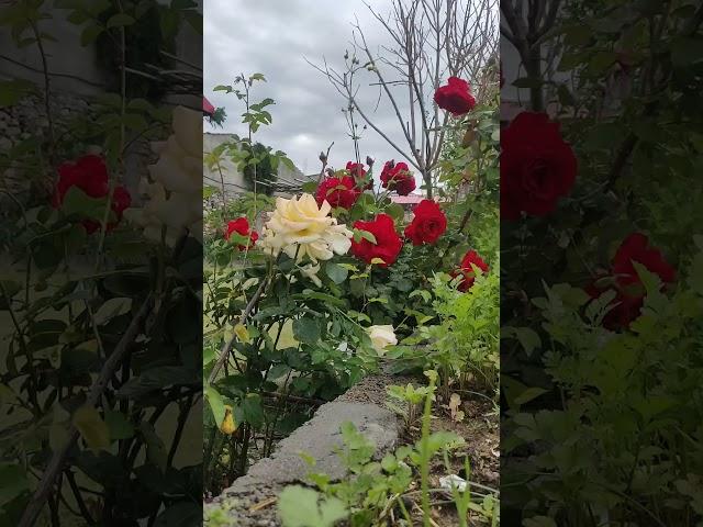 Dancing Flowers | Monsoon Season | Classic Pashto