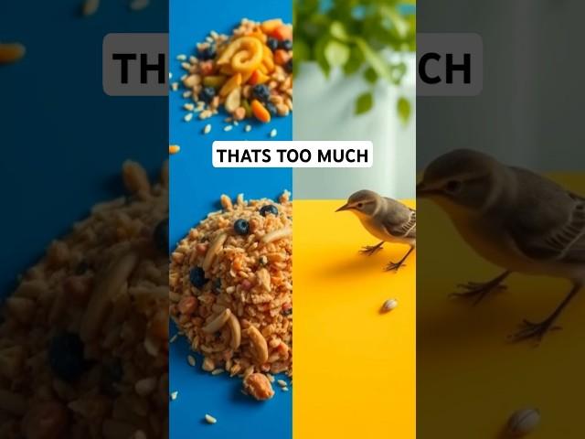 Birds’ Epic Appetites | Eating Half Their Weight Daily! #shorts #birds #short #shortvideo #facts