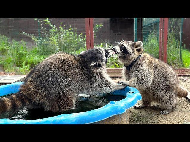 RACCOON MET HER BELOVED AFTER A LONG SEPARATION