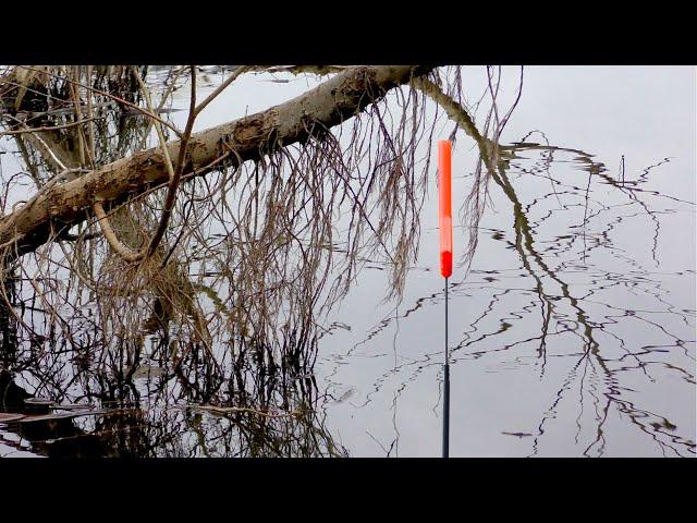 Float as Raised! Fishing for large Bream on the float. Match Fishing Rod Fishing