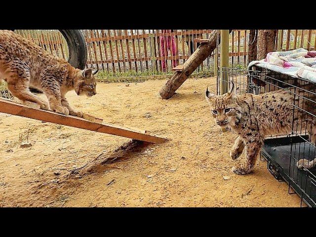 СВЕРШИЛОСЬ! Спасённый рысёнок Тимка и рысь Клео начинают НОВУЮ ЖИЗНЬ! УРА!