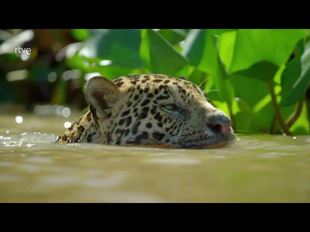 La Tierra del Jaguar   |   Vida Salvaje   |   Documental de Animales HD