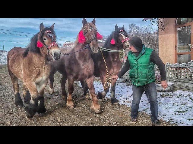 ТРИ КРАСУНІ В СЕЛІ ТРІЙЦЯ/BEAUTIFUL HORSES