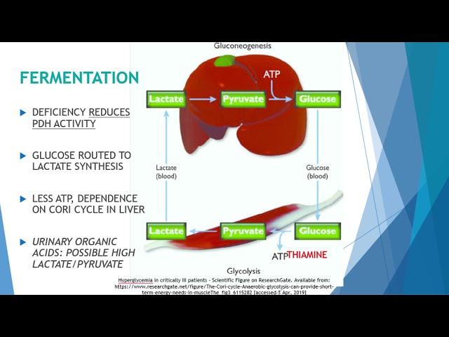 Is Thiamine Deficiency Destroying Your Digestive Health? Why B1 Is ESSENTIAL For Gut Function