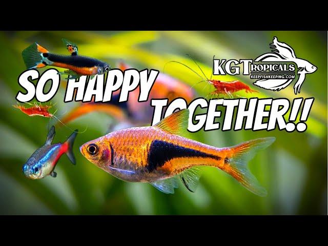 The Most Amazing Fish Combos For A 10 Gallon Aquarium